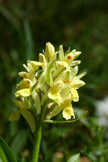 Simbruini:Un mare di orchidee